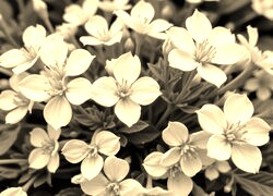 Szary + Sepia