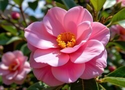 Oryginalny obrazek