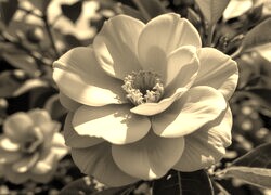 Szary + Sepia