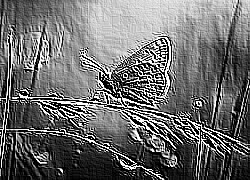 Skamielina