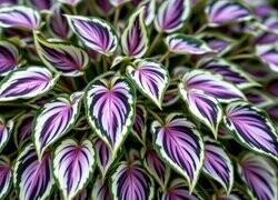 Oryginalny obrazek