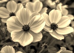 Szary + Sepia