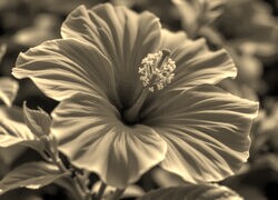 Szary + Sepia