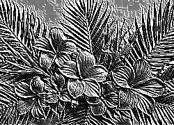Skamielina
