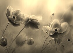 Szary + Sepia