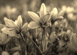 Szary + Sepia