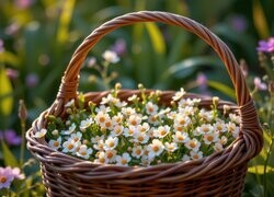 Oryginalny obrazek