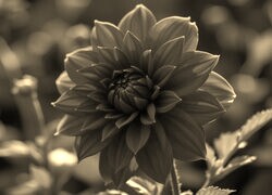 Szary + Sepia