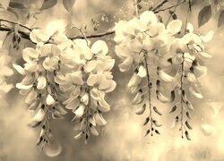 Szary + Sepia