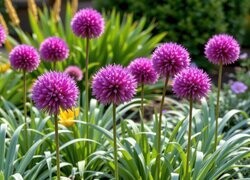 Oryginalny obrazek