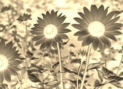 Sepia + Negatyw