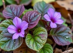 Oryginalny obrazek