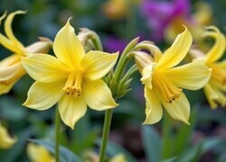 Oryginalny obrazek