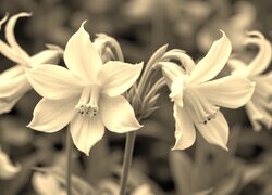 Szary + Sepia