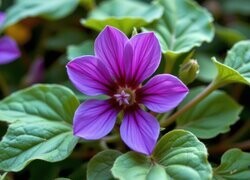 Oryginalny obrazek