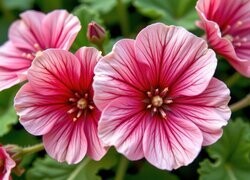 Oryginalny obrazek