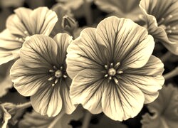 Szary + Sepia
