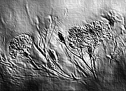 Skamielina