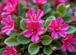 Oryginalny obrazek