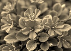 Szary + Sepia