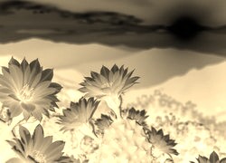 Sepia + Negatyw