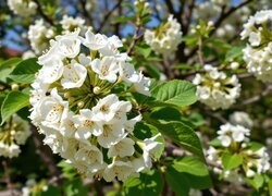 Oryginalny obrazek