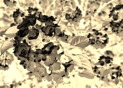 Sepia + Negatyw