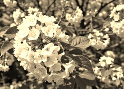 Szary + Sepia
