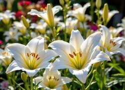 Oryginalny obrazek
