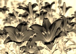 Sepia + Negatyw