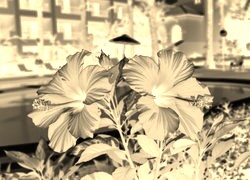 Sepia + Negatyw