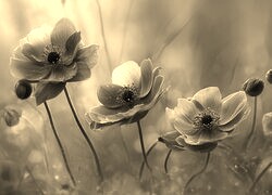 Szary + Sepia
