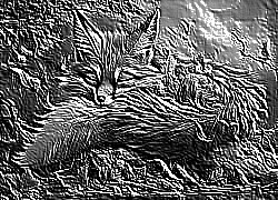 Skamielina