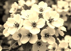 Szary + Sepia
