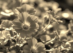 Szary + Sepia