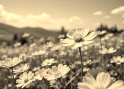 Szary + Sepia