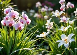 Oryginalny obrazek