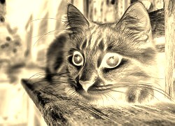 Sepia + Negatyw