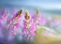 Oryginalny obrazek