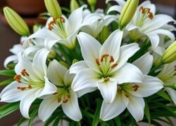 Oryginalny obrazek