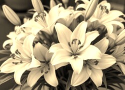 Sepia