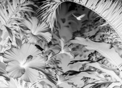 Szary + Negatyw