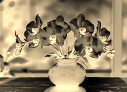Sepia + Negatyw