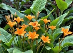 Oryginalny obrazek