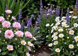 Oryginalny obrazek