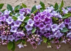 Oryginalny obrazek