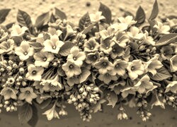 Szary + Sepia