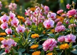 Oryginalny obrazek
