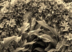 Szary + Sepia