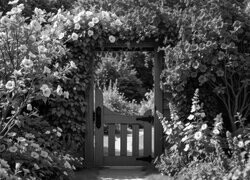 Szary